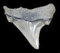 Serrated Chubutensis Tooth - Lee Creek, NC #32899-1